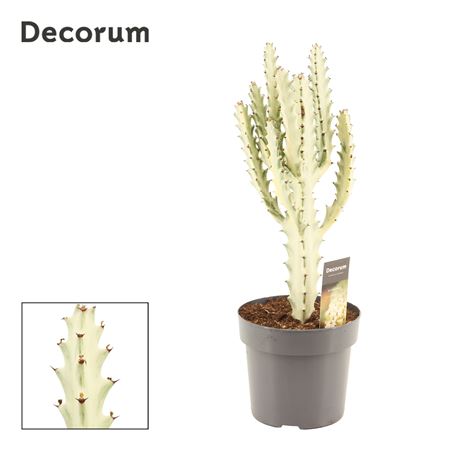 Euphorbia Lactea Ghost (decorum)