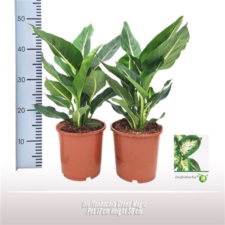 Dieffenbachia Green Magic