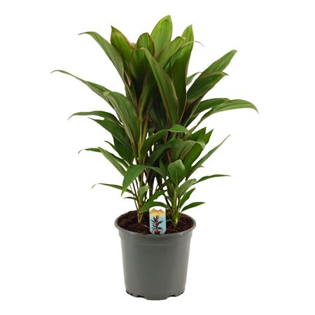 Cordyline Salsa 3pp