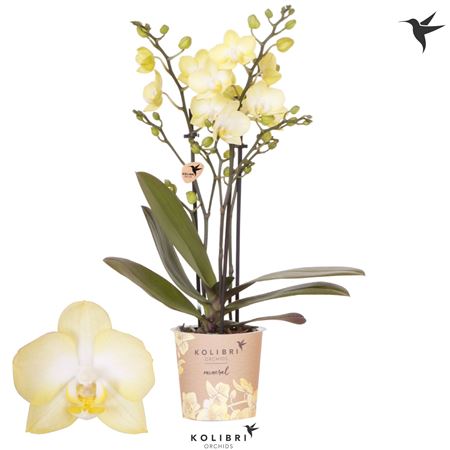 Phal 3st Colombia 22+ (ok)