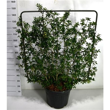 Osmanthus Burkwoodii On Screen