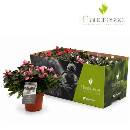 Azalea Flandresse Mix 4x2