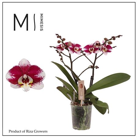 Phal 2st Spirit Red Special 16+ (mimesis)