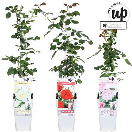 Rosa Climbing Mix (our Choic)