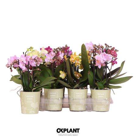 Phal 2st Natural Charm Mix 16+ (ok)