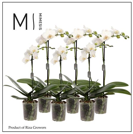 Phalaenopsis White 1 Spike - 9cm | Mimesis