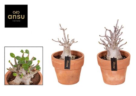 Adenium Ansu Baobab In Terracotta Pot