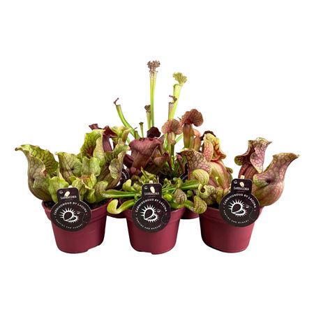 Sarracenia Premium Mix