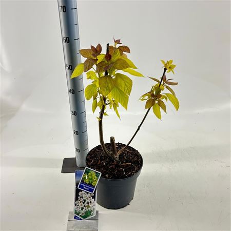 Catalpa Bignon Aurea