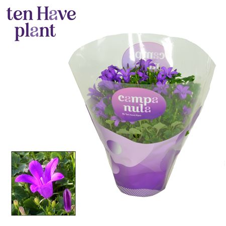 Campanula Porto Longlife In Sleeve