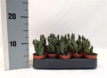 Cumulopuntia Bolivana