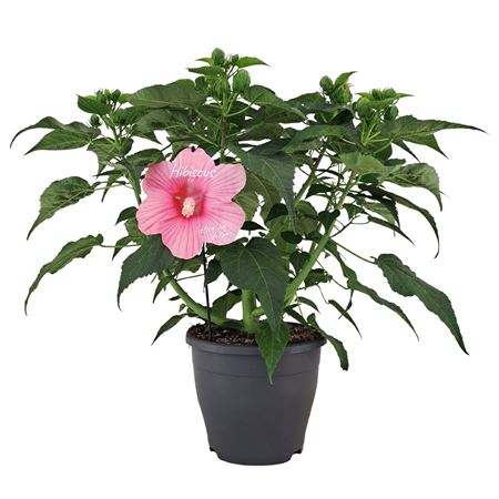 Hibiscus Extreme Hot Pink
