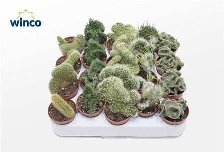 Cactus Cristata (exclusive) Mix