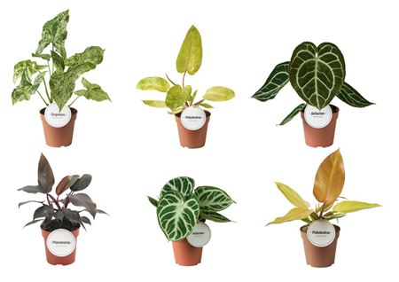Groen Mix
