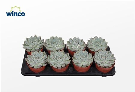 Echeveria Lindsyana