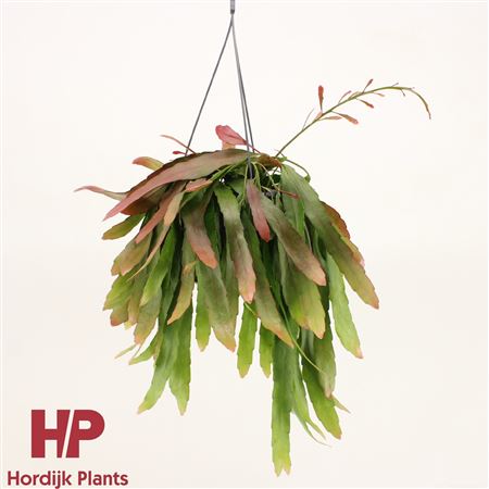 Pseudorhipsalis Ramulosa Red Coral Hanging Pot