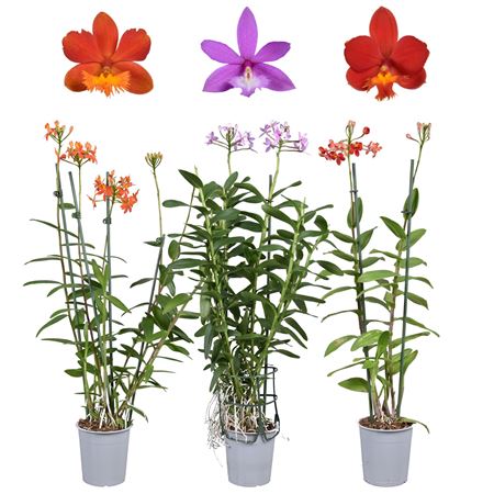 Epidendrum 2st Mix
