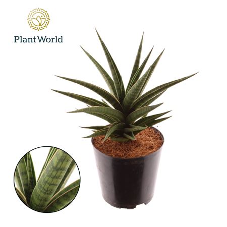 Sansevieria Blue Dancing