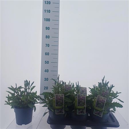 Verbena Bonariensis