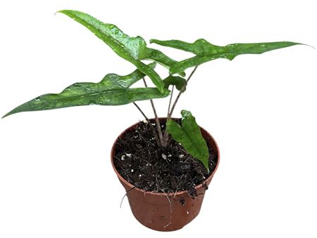 Alocasia Sabrina