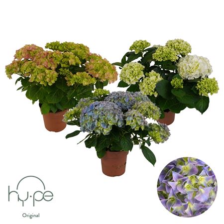 Hydrangea Ma Mix 7+ (hy-pe)