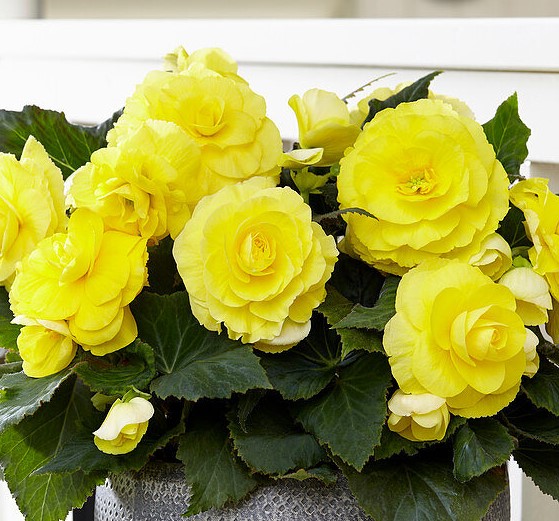 Бегония махровая жёлтая