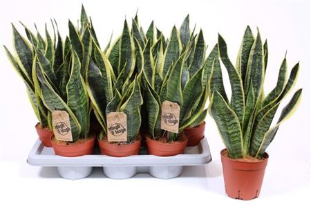 Sansevieria Superba