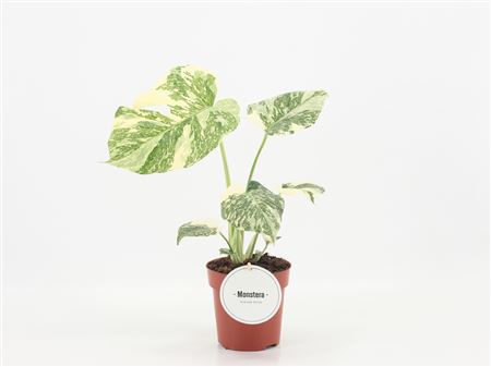 Monstera Creme Brulee
