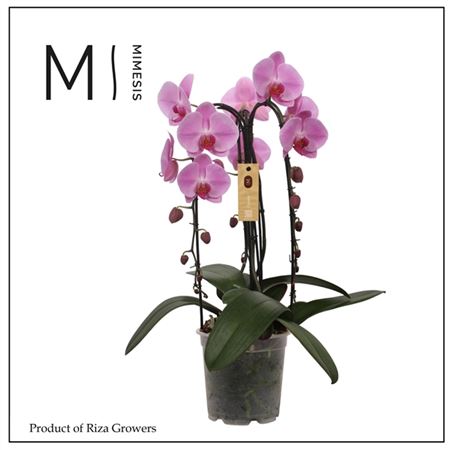 Phal 3st Crown Pink 24+ (mimesis)