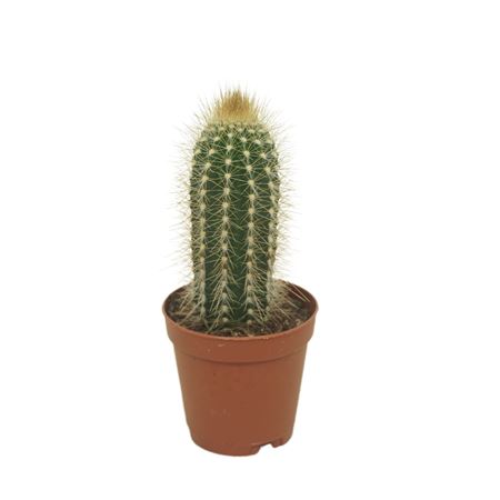 Pilosocereus Chrysostele