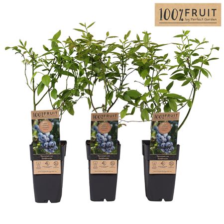 Vaccinium Corymbosum Goldtraube 71