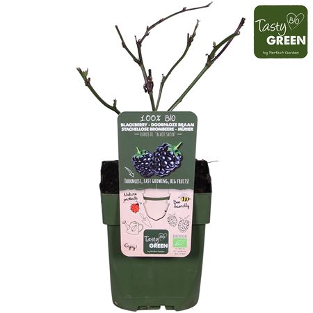 Rubus Fruticosus Black Satin Bio