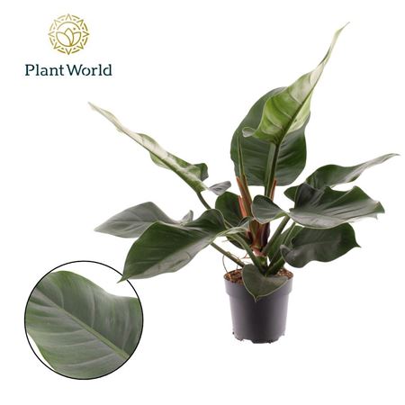 Philodendron Imperial Green (decorum)