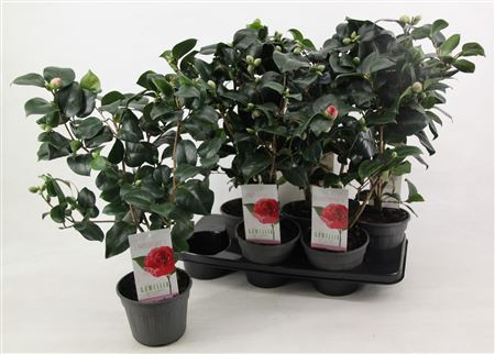 Camellia Jap Lady Campbell 15+