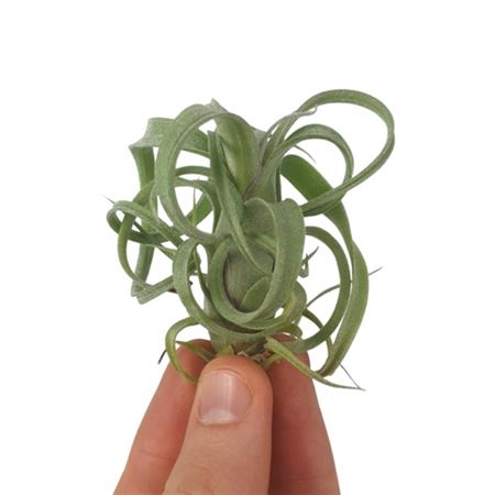 Tillandsia Curly Slim Bonsai (baby)