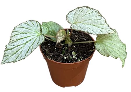Begonia Two Face