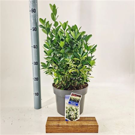 Euonymus Jap Himalaya