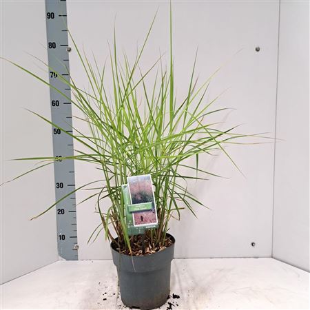 Miscanthus Sin Pink Cloud