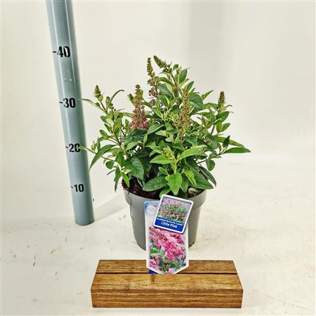 Buddleja Dav Little Pink (butterfly Candy)
