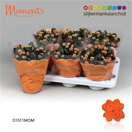 Kal Cal Moments Orange