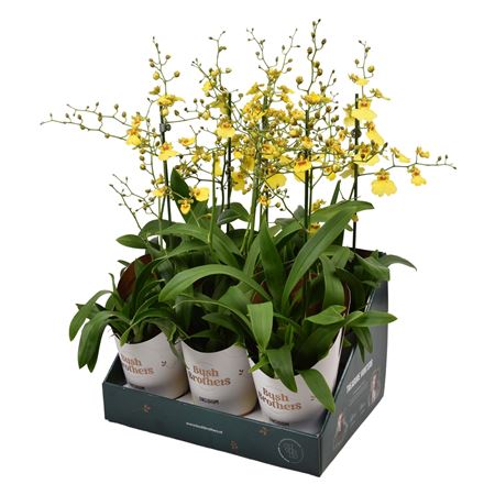 Oncidium 1st Münsterland Stern