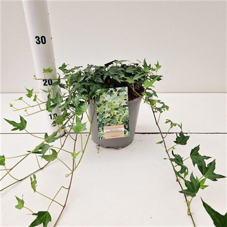 Hedera He Миниатюрное острие для иглы