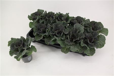 Brassica Smooth Red