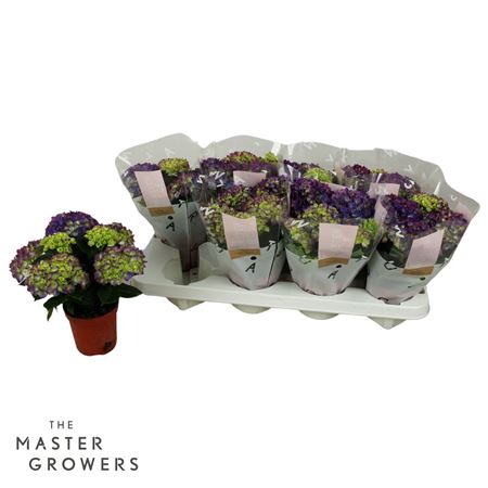 Hydrangea Ma Tabletensia Lila 5+