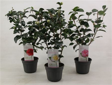 Camellia Japonica Mix 20+
