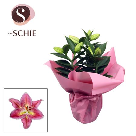 Lilium Or Pink 3pp Rondella