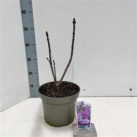 Syringa Vulg Charles Joly