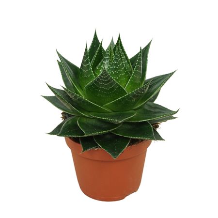 Aloë Cosmo 10,5 Cm Plant