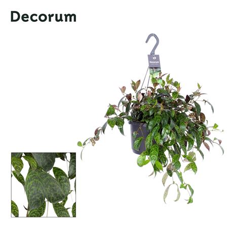 Aeschynanthus Marmoratus