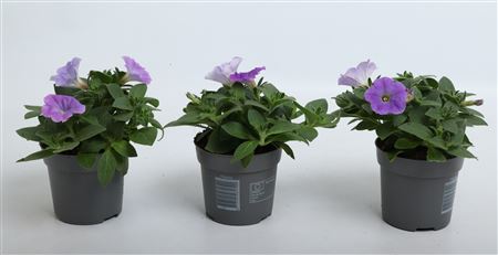 Alpetunia Light Blue